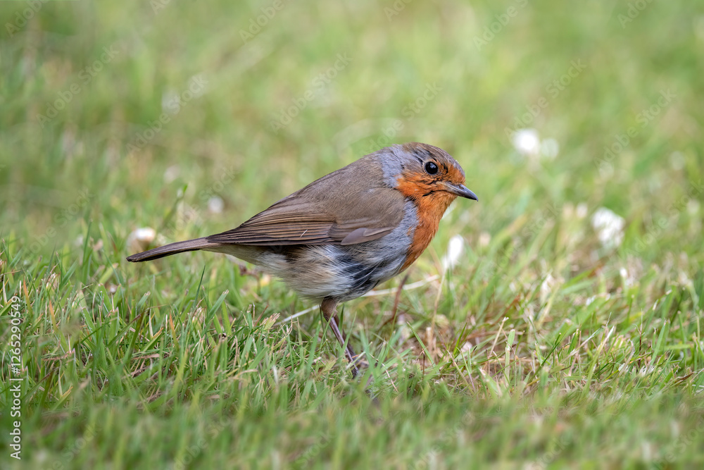 Robin on the grass, close up, in Scotland Robin on the grass, close up, in Scotland