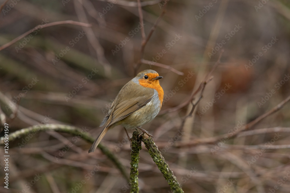Robin, on a branch, close up, in a forest, in Scotland Robin, on a branch, close up, in a forest, in Scotland