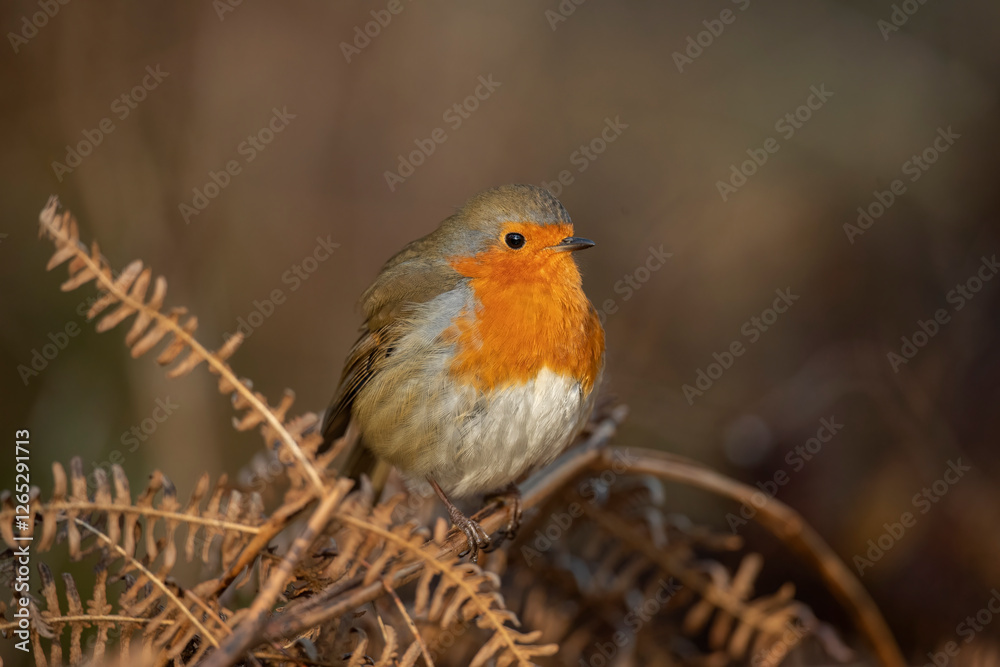 Fototapeta premium Robin, on a branch, close up, in a forest, in Scotland