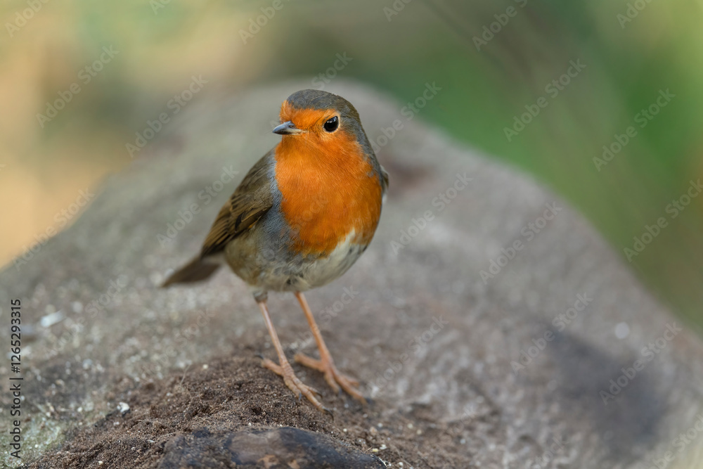 Robin on a tree trunk, close up, in a forest, in Scotland Robin on a tree trunk, close up, in a forest, in Scotland