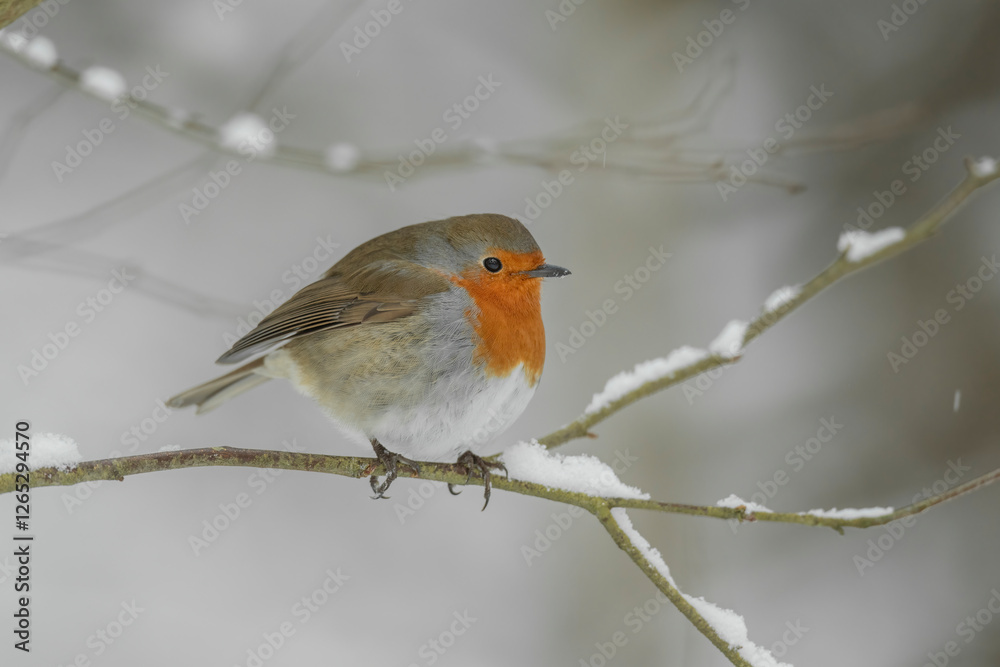 Robin perched on a snow covered branch in a forest in the winter in Scotland Robin perched on a snow covered branch in a forest in the winter in Scotland