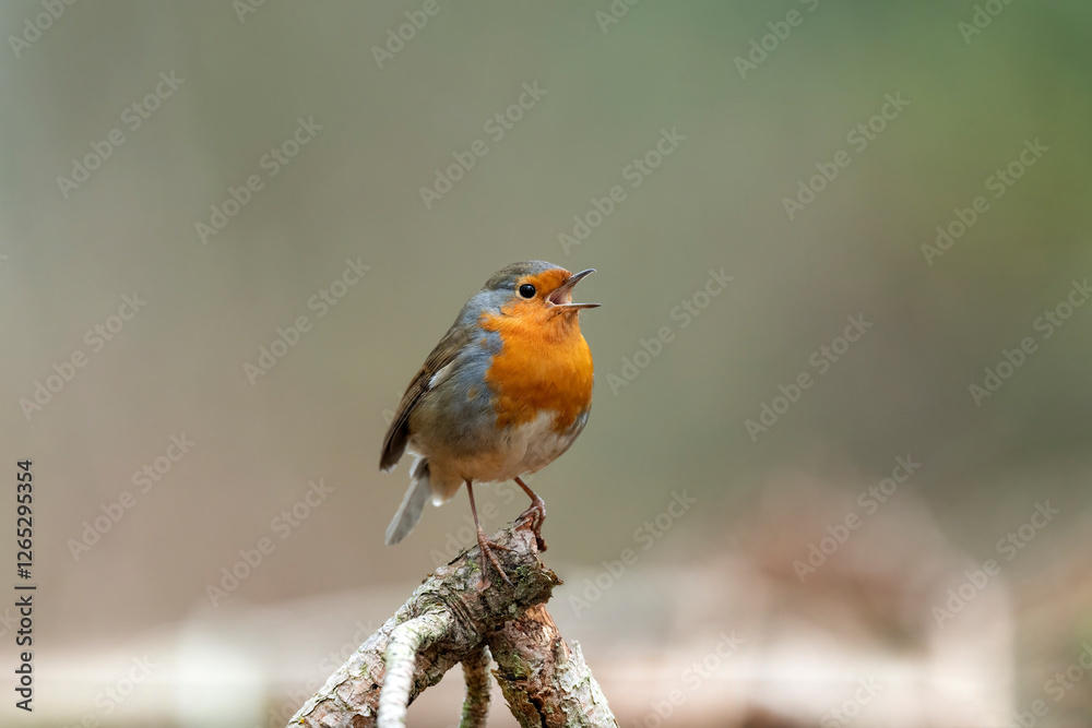 Robin singing on a branch, close up, in a forest, in Scotland Robin singing on a branch, close up, in a forest, in Scotland