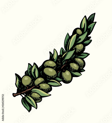 Vector drawing. Olive branch with fruits