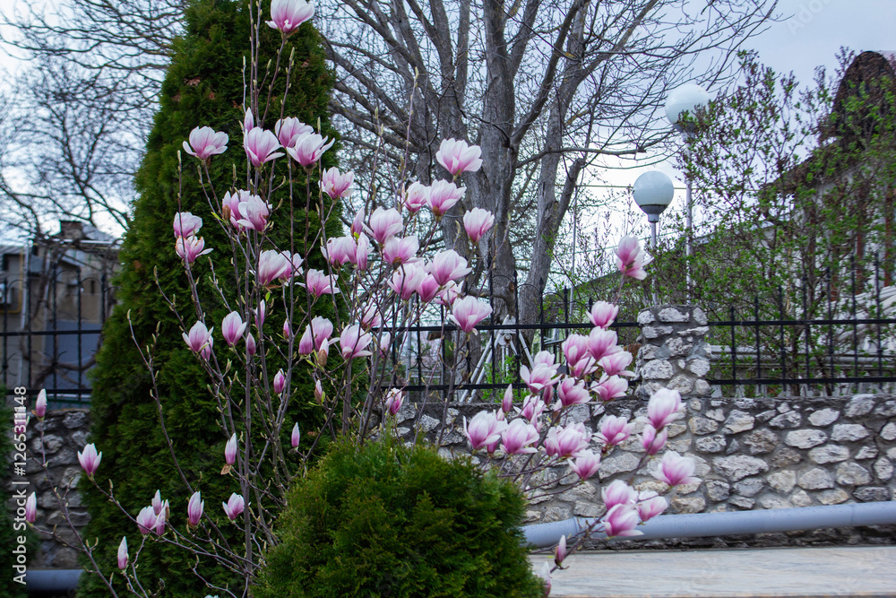 Tender magnolia flowers in a city park, spring Moldova. Selective focus.