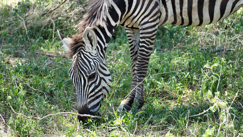The Graceful Zebra is Delicately Feeding in the Wild, Content in Its Natural Habitat Tarangire National Park Tanzania Africa