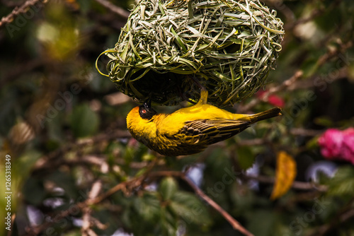 Village Weaver Ploceus cucullatus 8897