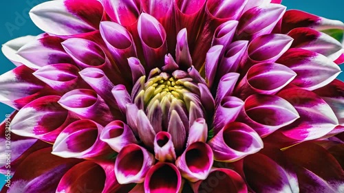 Time lapse of a beautiful dahlia flower blooming