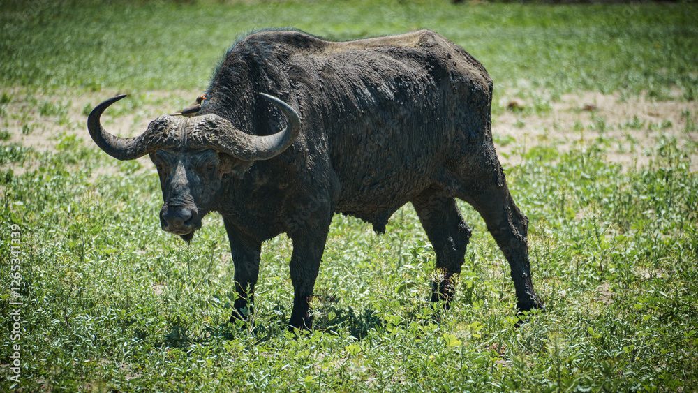 Experience the Majestic African Cape Buffalo Roaming Freely in Its Natural Habitat Tarangire National Park Tanzania Africa Experience the Majestic African Cape Buffalo Roaming Freely in Its Natural Habitat Tarangire National Park Tanzania Africa