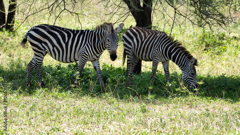 Fototapeta premium Two zebras graze peacefully in their natural habitat, showcasing their beauty and grace Tarangire National Park Tanzania Africa