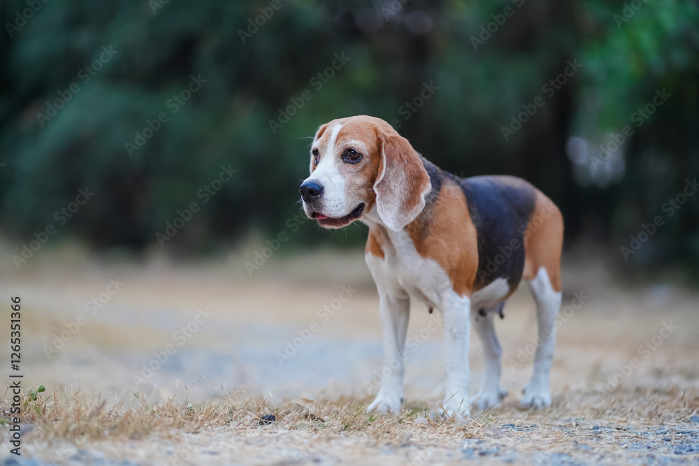 A cute beagle dog standing on the dried grass field A cute beagle dog standing on the dried grass field