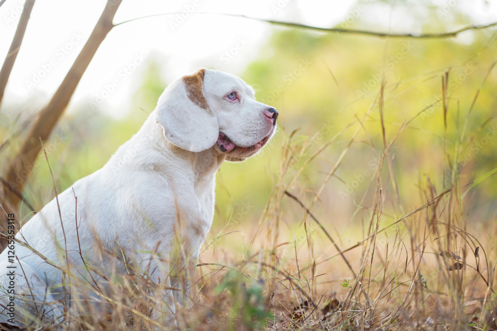 Portrait of an Adorable White Beagle Dog Sitting Outdoors in a Forest Portrait of an Adorable White Beagle Dog Sitting Outdoors in a Forest