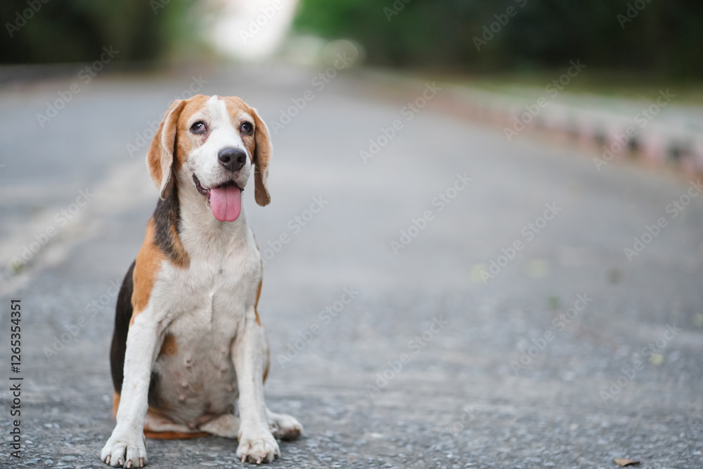 Portrait of an adorable beagle dog sitting on the lonely road. Portrait of an adorable beagle dog sitting on the lonely road.
