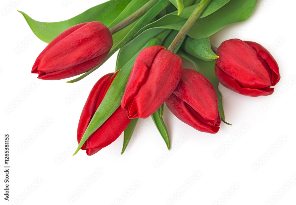 Beautiful red tulips on a white background with space for text. Top view.
Beautiful red tulips on a white background with space for text. Top view.