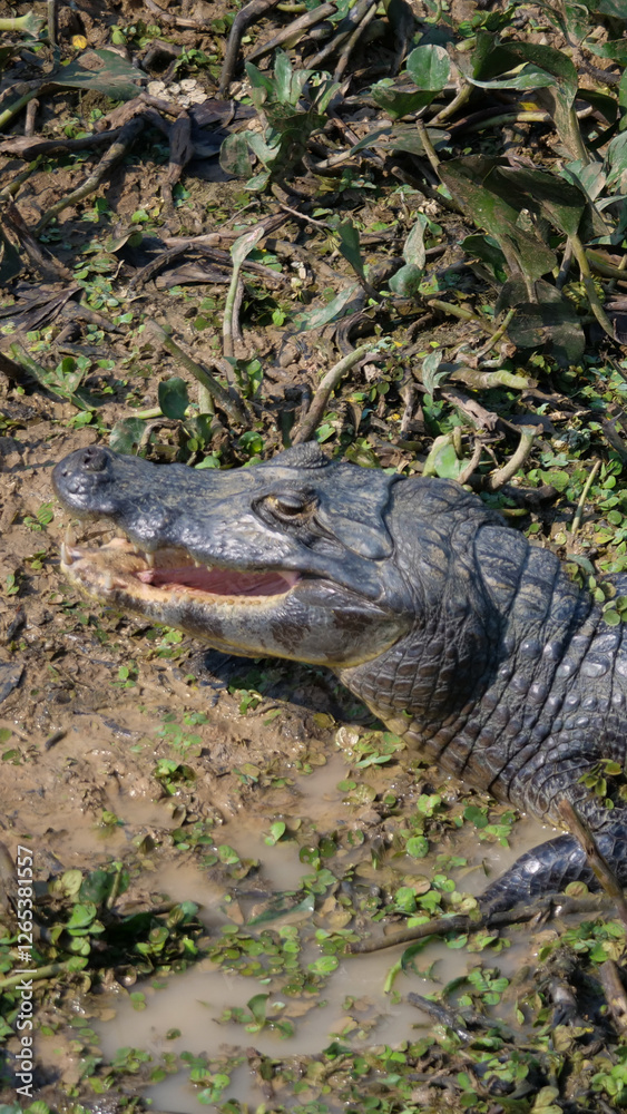 Obraz premium Vertical image of Top view of a Jacaré-do-Pantanal or Caiman Yacare, lying in shallow marshland waters. The caiman is endemic to the Pantanal area in Brazil.