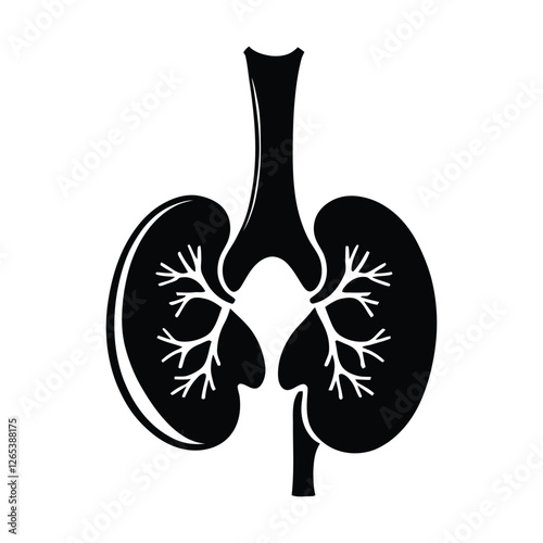 A stylized, black and white illustration of a human kidney system.