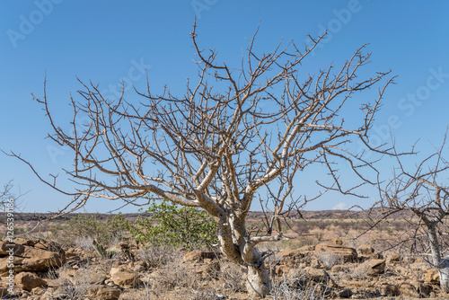 Commiphora plant shrub at Petrified Forest site in desert countryside, near Khorixas, Namibia photo
