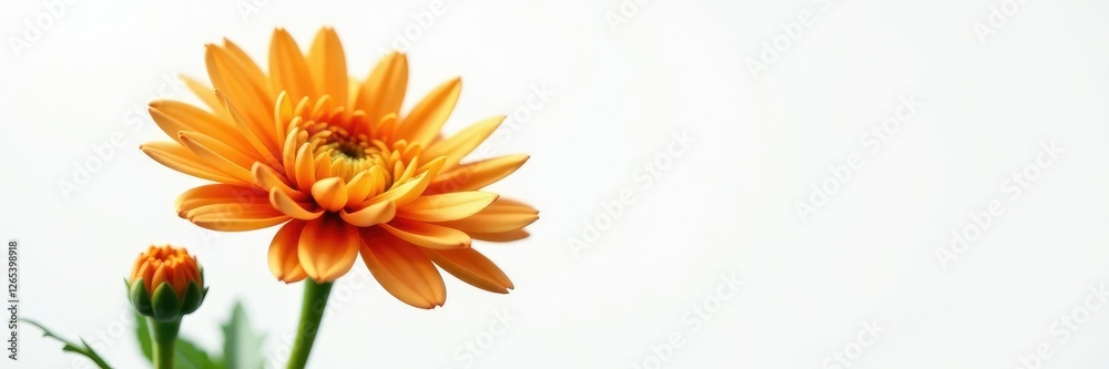 Orange chrysanthemum flower with three tightly closed buds on a green stem against a white background, branch, bud, leaf Orange chrysanthemum flower with three tightly closed buds on a green stem against a white background, branch, bud, leaf
