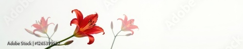 Red flame lily on white background wilting slowly, botanical decline, wilting petals, quiet demise