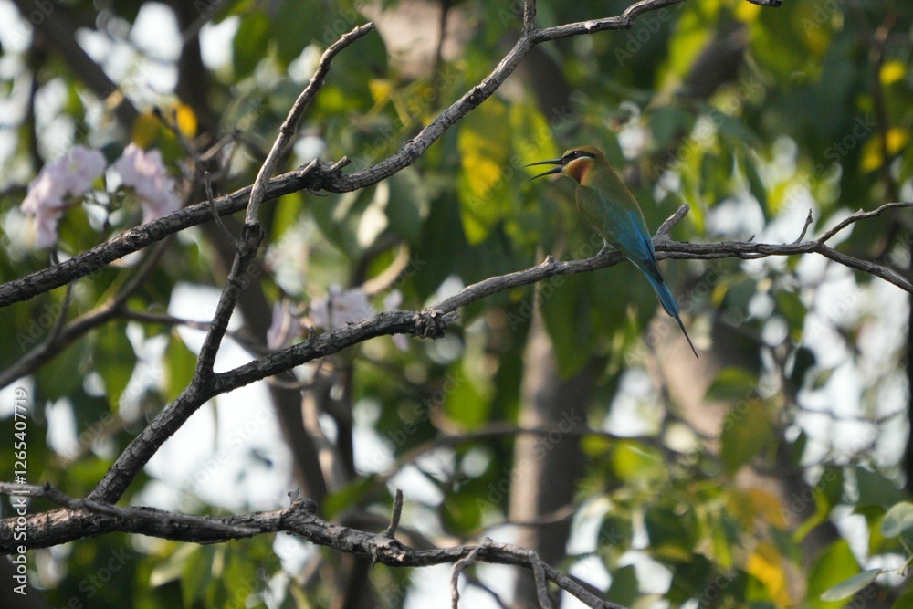A jay is perched on a branch, looking for food. A jay is perched on a branch, looking for food.