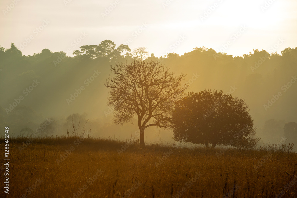 Silhouette of branches of big tree on meadow at sunrise with sunlight and mist in autumn forest. Silhouette of branches of big tree on meadow at sunrise with sunlight and mist in autumn forest.
