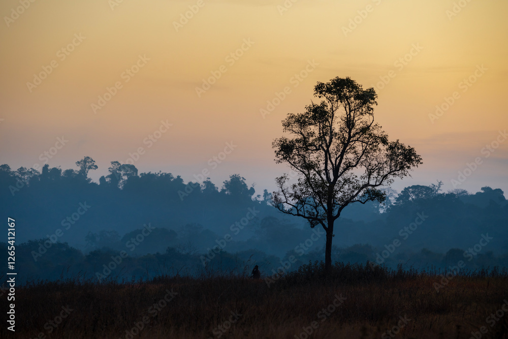 Silhouette, alone big tree on meadow at sunrise with mist. Beautiful and quiet landscape in early morning in autumn forest. Silhouette, alone big tree on meadow at sunrise with mist. Beautiful and quiet landscape in early morning in autumn forest.