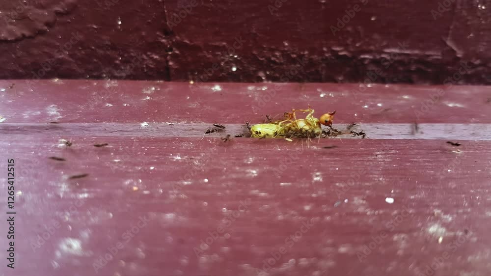 ants working together carrying dead insect closeup macro shot showing teamwork scavenger behavior in nature fascinating view of insect world collaboration survival instincts in wildlife

