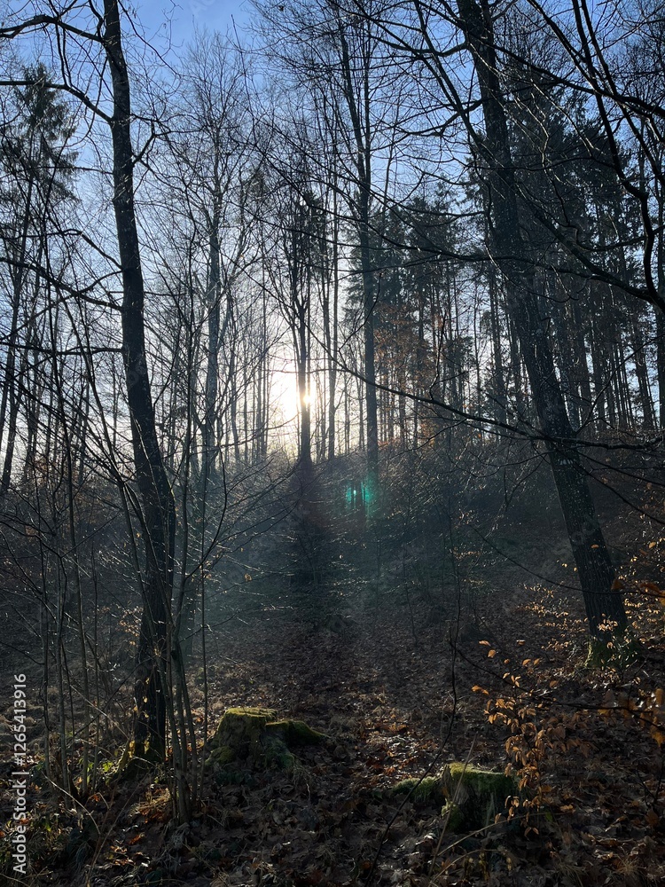 Obraz premium morning in the forest
