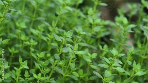 Wallpaper Mural savory satureja hortensis delicious kitchen herbs Torontodigital.ca