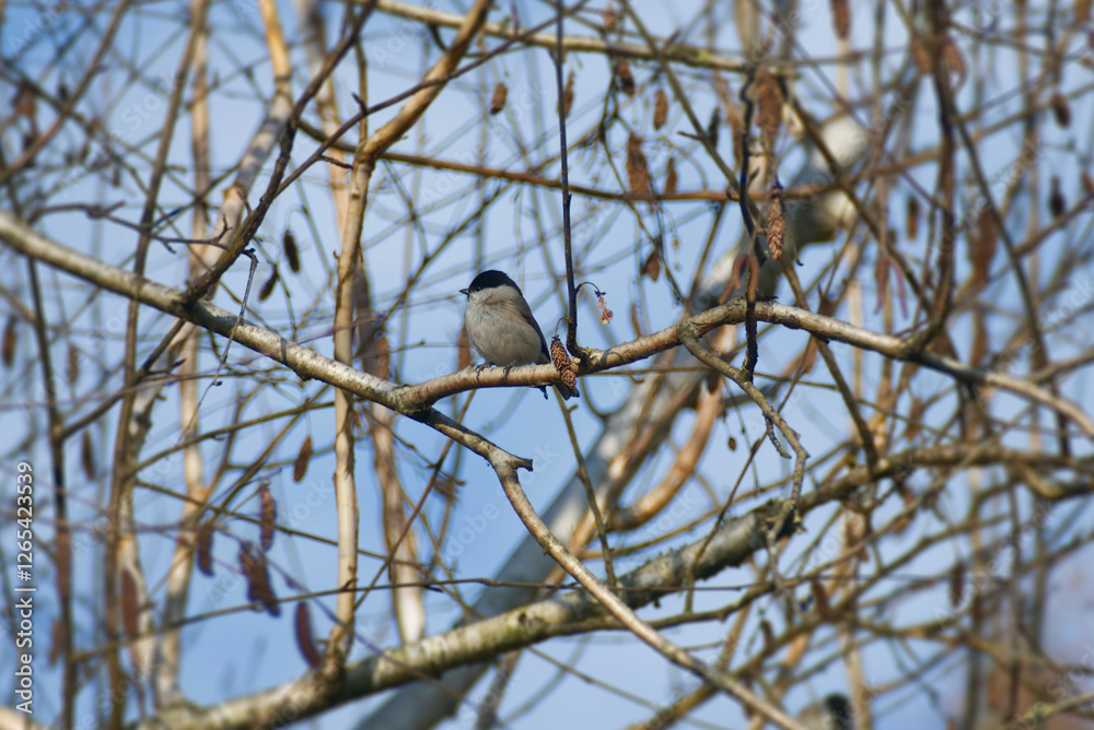 Marsh tit (Poecile palustris) sitting in a tree in Zurich, Switzerland Marsh tit (Poecile palustris) sitting in a tree in Zurich, Switzerland