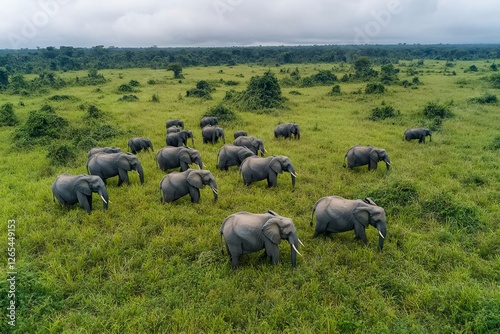 Herd of elephants walking in green african savannah