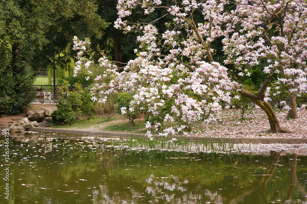 Magnolia tree blossom near lake and reflected in water in Turkenschanzpark in Vienna. Spring concept Magnolia tree blossom near lake and reflected in water in Turkenschanzpark in Vienna. Spring concept