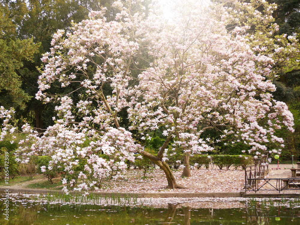 Magnolia tree blossom near lake and reflected in water in Turkenschanzpark in Vienna. Photo with light flashing copy space. Spring concept Magnolia tree blossom near lake and reflected in water in Turkenschanzpark in Vienna. Photo with light flashing copy space. Spring concept