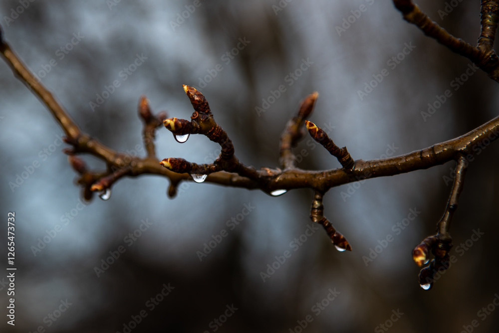Obraz premium Rainy weather illustration. Crooked fruit tree branch with buds. Early spring mood in the garden, March humidity. Garden close up in gloomy grey colors.