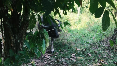 A buffalo comes out from behind the grass in the jungle and moves towards you