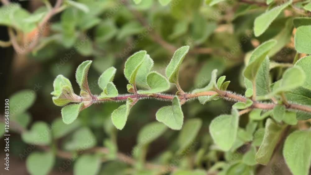 oregano plant herb close up detail outdoors oregano plant herb close up detail outdoors