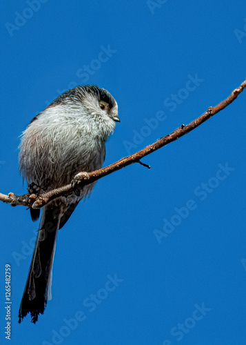  Un codibugnolo (Aegithalos caudatus) appollaiata su un ramo nel cielo azzurro si guarda intorno in una fredda mattina invernale. photo