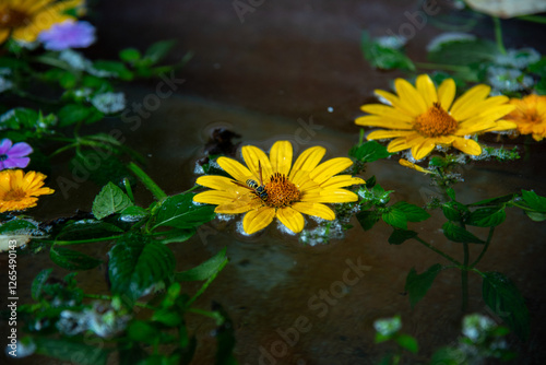 Wasp sitting on the yellow heliopsis flower. Aromatic herbs and flowers floating on water surface. Healthy bath with healing plants. Phlox flowers spots. Green foliage. Glossy water surface.