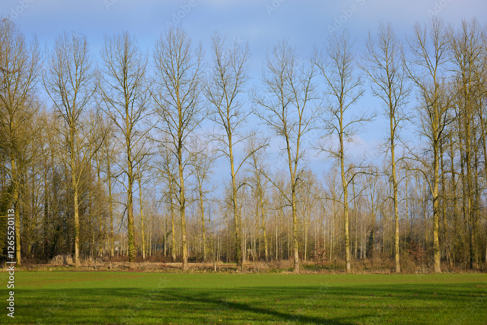 A row of tall, leafless poplar trees stands against a clear blue sky, with a green grassy field in the foreground. A row of tall, leafless poplar trees stands against a clear blue sky, with a green grassy field in the foreground.