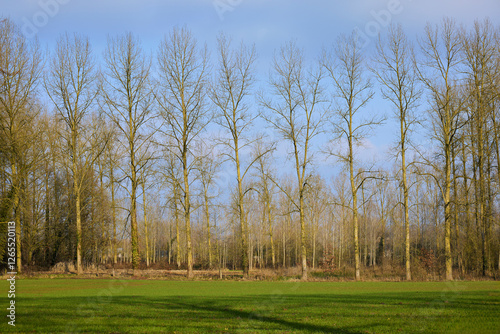 Carta da parati A row of tall, leafless poplar trees stands against a clear blue sky, with a green grassy field in the foreground