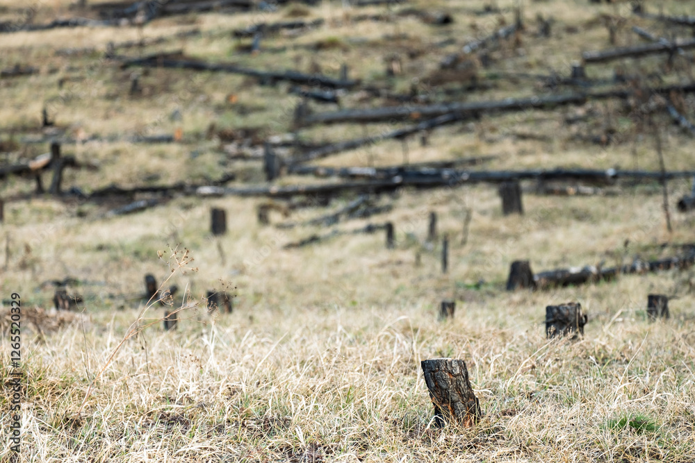 A field of dead trees with a few stumps left behind A field of dead trees with a few stumps left behind