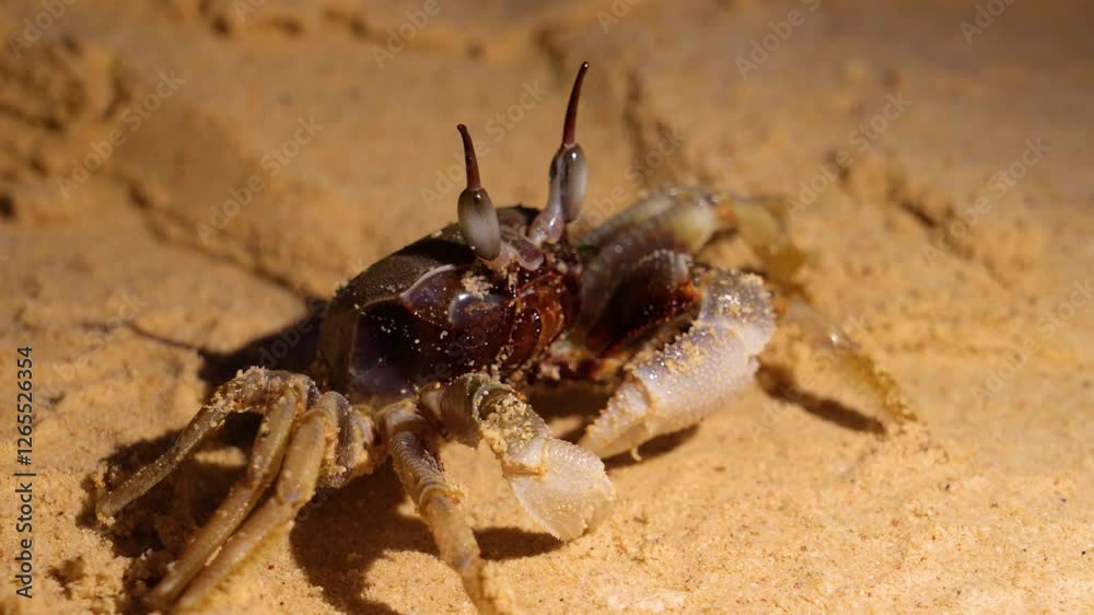 Small crab crawls washes rubs his eyes across the sandy surface, showcasing its textured shell and multiple legs. The coastal environment provides a natural setting Small crab crawls washes rubs his eyes across the sandy surface, showcasing its textured shell and multiple legs. The coastal environment provides a natural setting