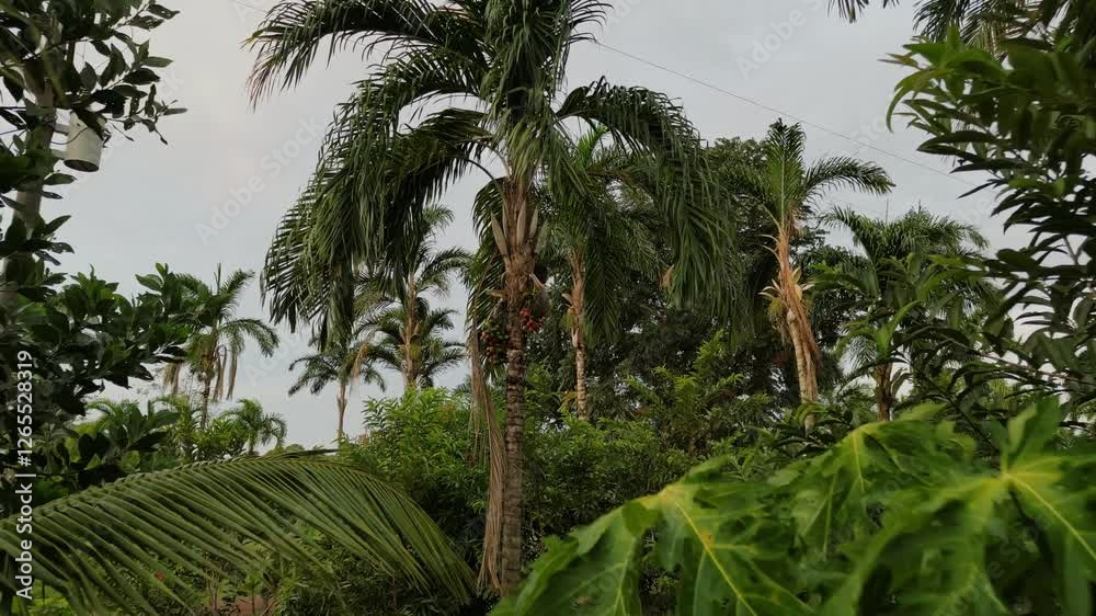 Palmera chontaduro 