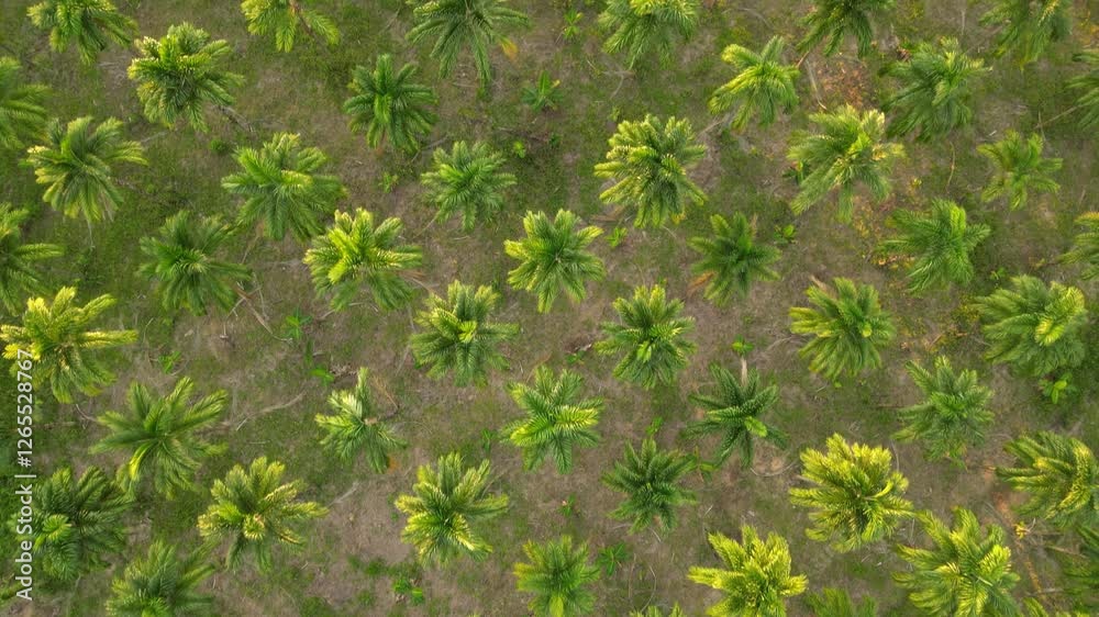 Palmeras, Departamento Meta, Cultivo chontaduro