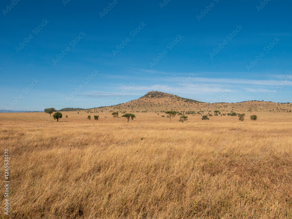The vastness of the Serengeti savannah landscape in Tanzania. The vastness of the Serengeti savannah landscape in Tanzania.