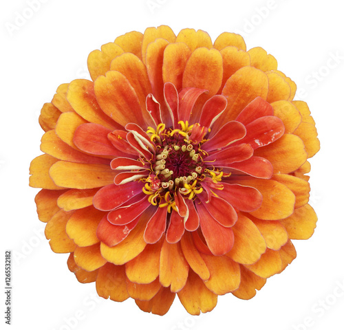 Fotografi orange and yellow zinnia flower isolated