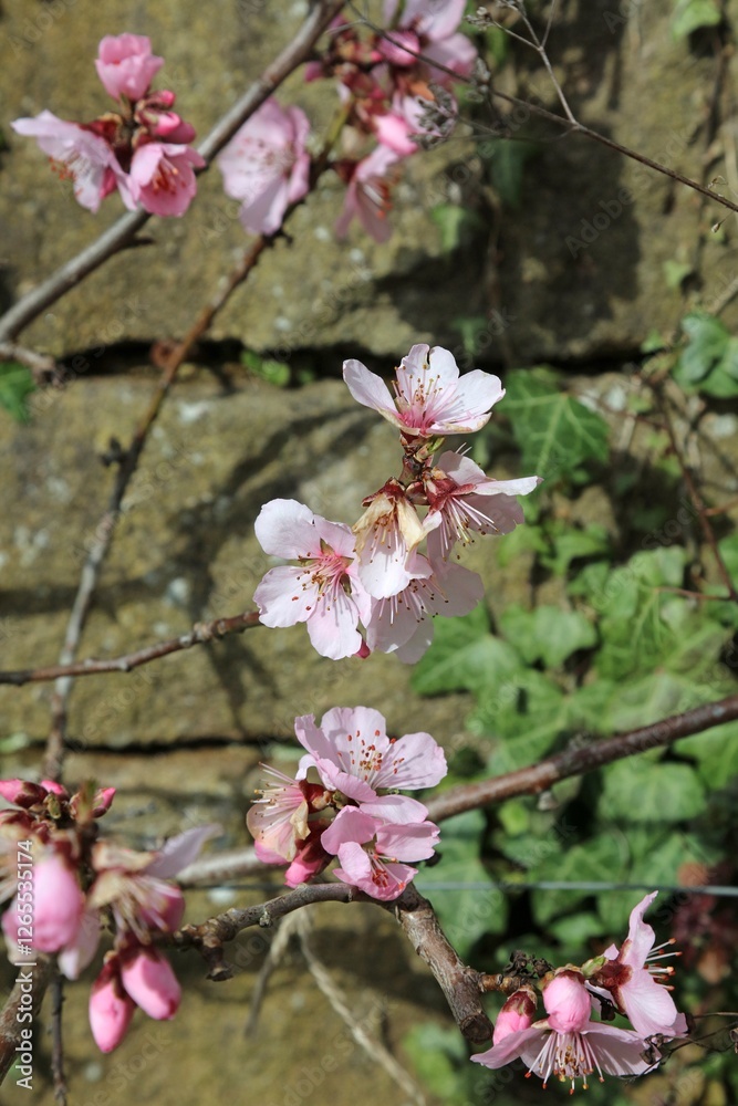 Fototapeta premium Peach blossom in early Spring sunshine, Derbyshire England