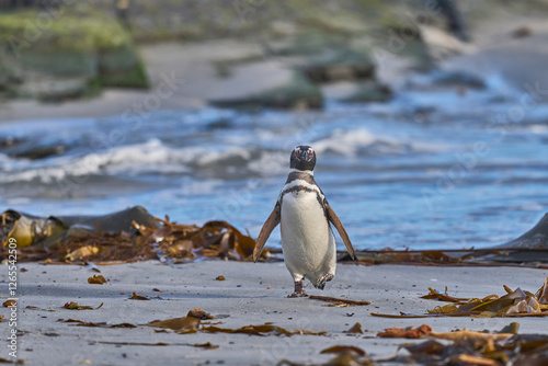 Magellanic Penguin (Spheniscus magellanicus) returning to land from the sea on a large sandy beach on Sea Lion Island in the Falkland Islands. photo