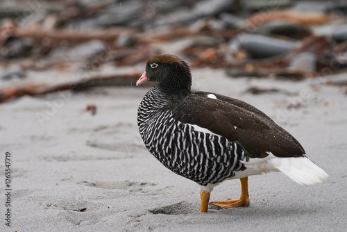 Female Kelp Goose (Chloephaga hybrida malvinarum) on the beach of Sea Lion Island in the Falkland Islands.     photo