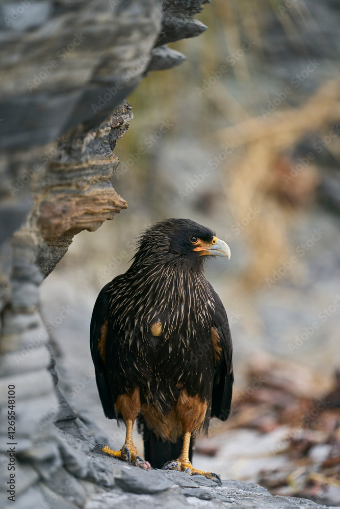 Fototapeta premium Striated Caracara (Phalcoboenus australis) on the coast of Sea Lion Island in the Falkland Islands.