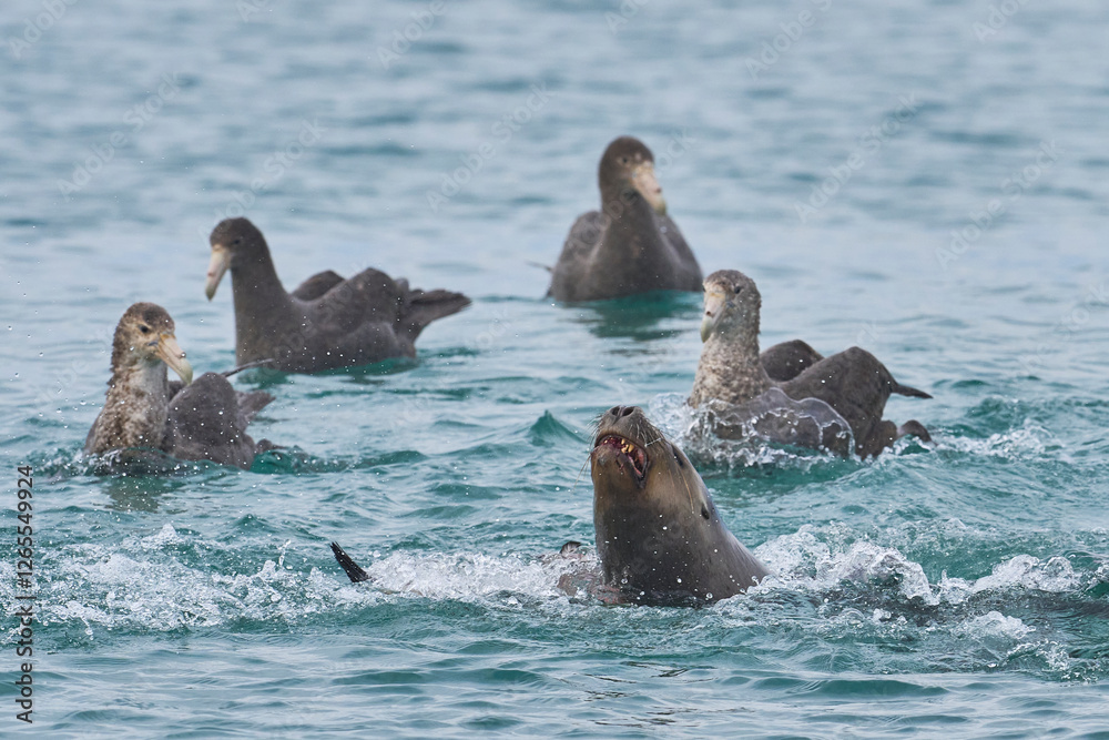 Obraz premium Southern Giant Petrels (Macronectes giganteus) trying to scavenge from a Southern Sea Lion (Otaria flavescens) with a recently caught penguin on the coast of Sea Lion Island in the Falkland Islands.